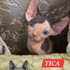 Sphynx Girls and Boys TICA Breeding Rights Chicago IL -- $1,800