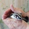 SUGAR GLIDER, MALE, CLASSIC COLORED, OOP 3/15/24, A REAL CHARMER