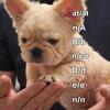 Akc Frenchbulldogs
