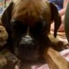 AKC Boxer Puppies for rehoming