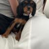 AKC female Cavalier King Charles Spaniel for sale