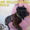 GORGEOUS MULTI CHAMPION CANE CORSO PUPPIES-BOTH PARENTS HUGE