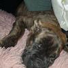 Cane Corso puppy