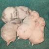 Bunnies