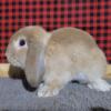 Holland Lop Buck