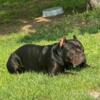 American Bully-rocky