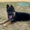 AKC German Shepherd Puppy Import Lines