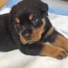 Rottweiler Puppies for sale