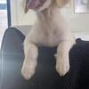 English Cream Goldendoodle Puppies