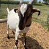 LaMancha/ Boer goat buckling