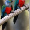 Conure, Perekeet for sale