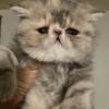 Persian Exotic CFA Female Kitten BlueTabby