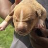 XL PUPPIES BORN JUNE 7