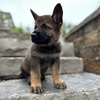 Imported European Dutch Czech Working Line German Shepherd Puppies for sale