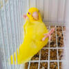 Parrotlet  with cage foods & toys