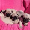 PUREBRED PUG PUPPIES -READY DECEMBER 🎄