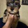 Yorkshire terrier Male 11wks