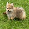 Pomapoo puppies for sale in Michigan at wrennspuppies.com