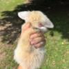 Purebred holland lop bunnies