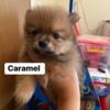 Pomeranian available October 3