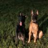 CKC registered Belgian Malinois Puppies For Sale