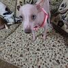 American Hairless Rat Terrier Female