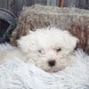 Maltese Puppies Houston