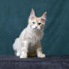 Odd-Eyed Maine Coon Kitten 5 Months
