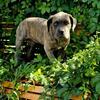 Stunning rare blue Brindle female CANE CORSO ITALIAN MASTIFF 