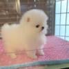 Absolutely Charming Pomeranian Puppies for sale whatsapp by text or ca 30