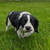 Pure bred English Springer Spaniel Puppies Female