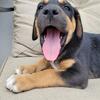 Doberman Shepherd Puppies 