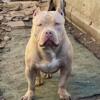 LILAC GHOST  AMERICAN BULLY  STUD (POCKET)