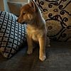 Shiba Inu puppy