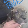 Bully Mastiff Puppies