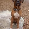 AKC Registered Boxer Female -Looking For Mate 