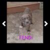 Adoption Puppy fendi