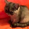 Beautiful Exotic Shorthair Silver Taby Female Kitten