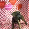 12 week Cane Corso puppies available