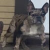 Thick Merle Male Frenchie