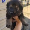 AKC Czech Line German Shepherd Puppies 