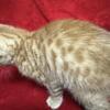 Male bengals mix