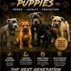 Cane Corso Puppies