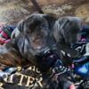 Newborn Cane Corso/Boerboel Puppies in Newark DE Need a Good Home