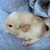 Chinchillas New Babys ready in March 2025