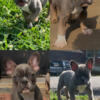 Frenchie Puppies For Sale