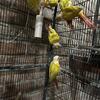 Suncheek conure