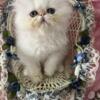 CFA reg.Royal Persian Absolutely Delightful Flame Point female- Purr darlings