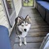 Palmeranian Husky