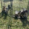 Olde English Bulldogge pups 3 months old